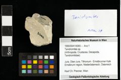 Foto (Objekt + Etiketten) von Tanidromites sp. 